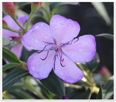 Tibouchina organensis pink flower.