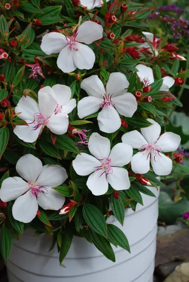 Tibouchina 'Peace Baby' plant with pink flowers in a pot.