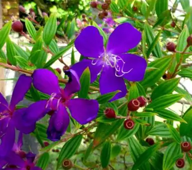 Tibouchina Skylab purple flowers on a lush plant.