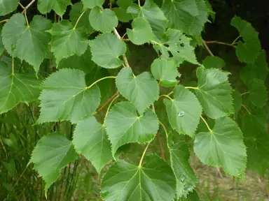 Tilia amurensis green foliage.