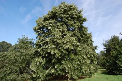 Tilia petiolaris tree.