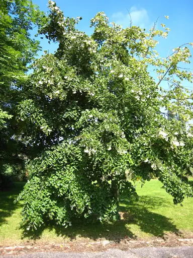 tilia-orbicularis-