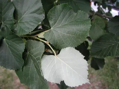 tilia-orbicularis-1