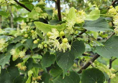 tilia-orbicularis-2