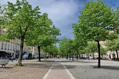 Tilia tomentosa trees growing in an avenue.