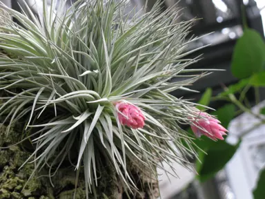 air-plant-