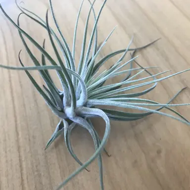 air-plant-1