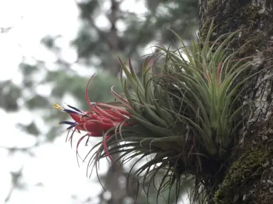 air-plant-2