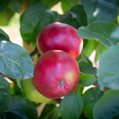 'Tom Putt' apple fruit.