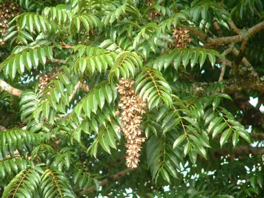 Toona ciliata leaves and seed capsules.