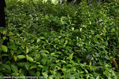 Trachelospermum asiaticum growing in a shaded garden as a ground cover plant.