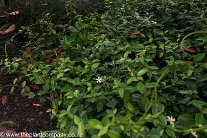 Trachelospermum asiaticum growing as a ground cover plant.