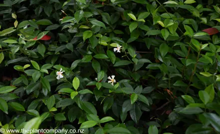 Trachelospermum asiaticum with lush green leaves and white flowers.