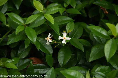 Trachelospermum asiaticum foliage and white flowers.