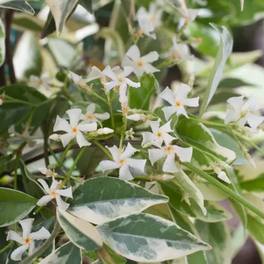 trachelospermum-jasminoides-variegatum-