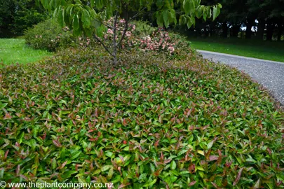 Trachelospermum jasminoides 'Wilsonii' green and purple foliage in a garden.