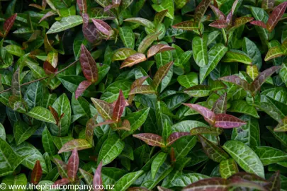 Trachelospermum jasminoides 'Wilsonii' green and purple foliage.