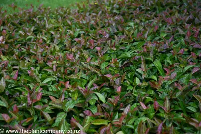 Trachelospermum jasminoides 'Wilsonii' green and purple foliage as a ground cover plant.