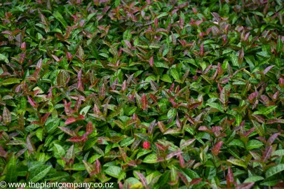 Lush foliage on Trachelospermum jasminoides 'Wilsonii'.