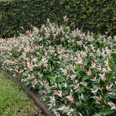 trachelospermum-jasminoides-tricolour--1