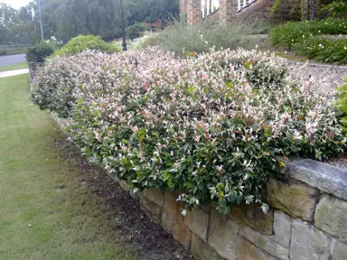 trachelospermum-jasminoides-tricolour--2