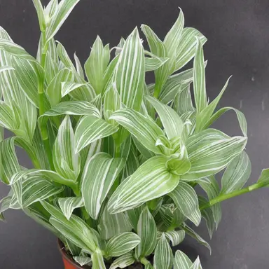 Tradescantia albo vittata variegated leaves.