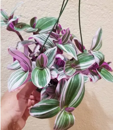 tradescantia-blossfeldiana-