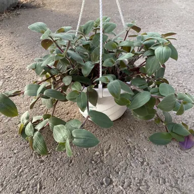 Tradescantia chrysophylla plant with trailling foliage.
