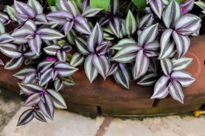 tradescantia-zebrina-