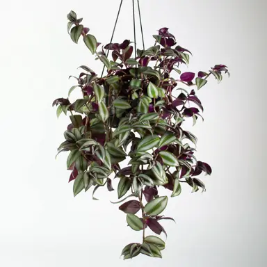 tradescantia-zebrina-1