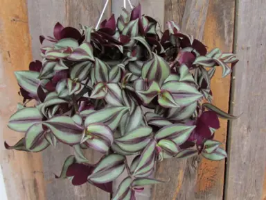 tradescantia-zebrina-5