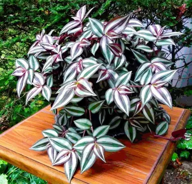 Tradescantia Zebrina growing a pot with trailing silver and purple foliage.