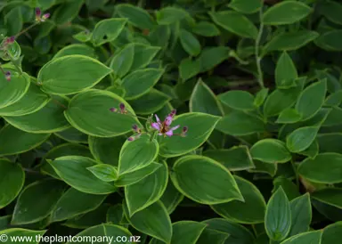 Tricyrtis-formosana 'Autumn Glow' flower and foliage.