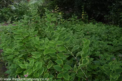 Tricyrtis-formosana 'Autumn Glow' lush foliage as a ground cover.