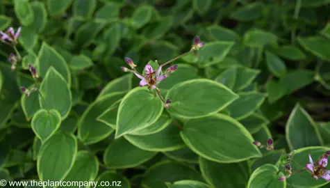 Tricyrtis-formosana 'Autumn Glow' small flower and variegated foliage.