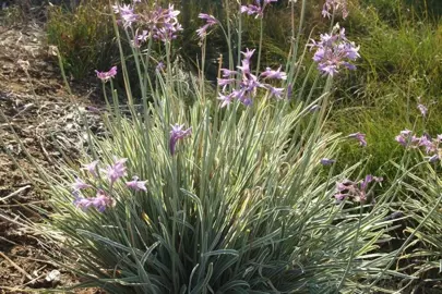 Tulbaghia Tricolor plant with pink flowers.