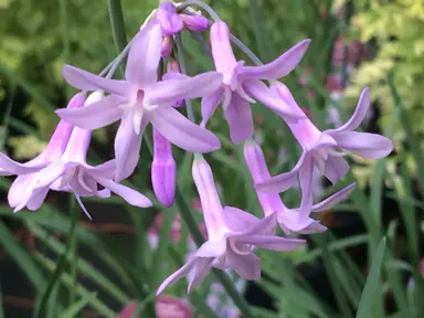 tulbaghia-violacea-2