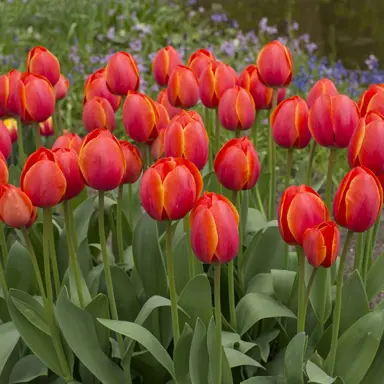 tulip-ad-rem-3