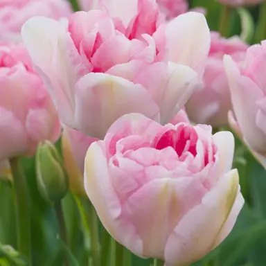 tulip-angelique-6