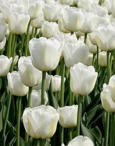 tulip-antarctica-2