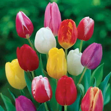 tulip-big-collection-1