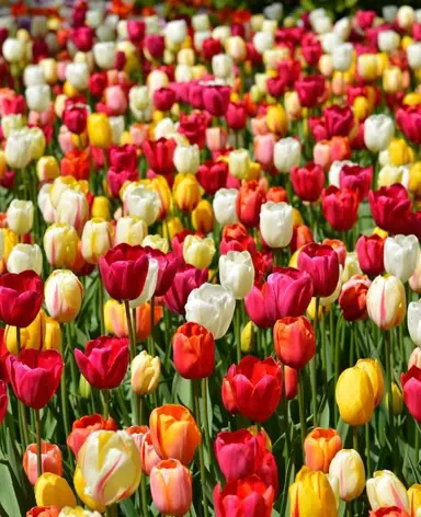 tulip-big-collection-2