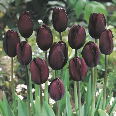 tulip-black-diamond-1