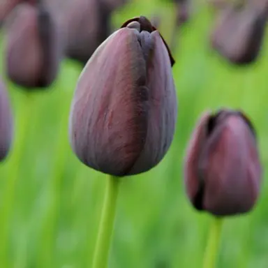 tulip-black-diamond-4