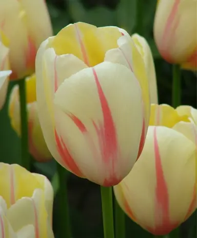 tulip-camargue-2