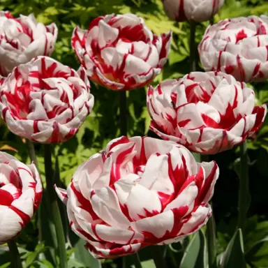 tulip-carnival-de-nice-1