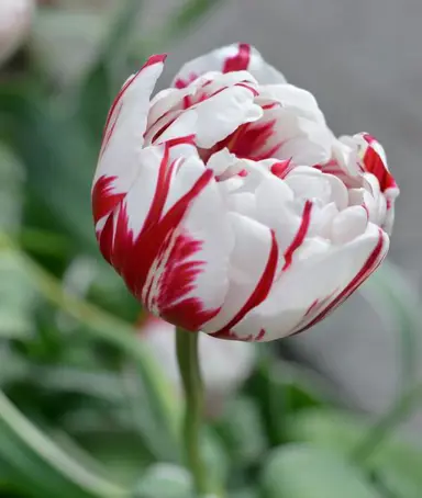 tulip-carnival-de-nice-2