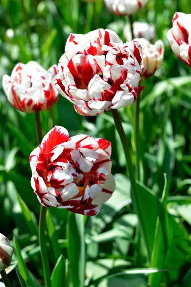 tulip-carnival-de-nice-4