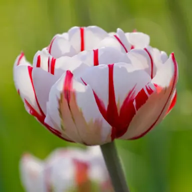 tulip-carnival-de-nice-5