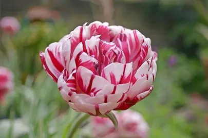 tulip-carnival-de-nice-6